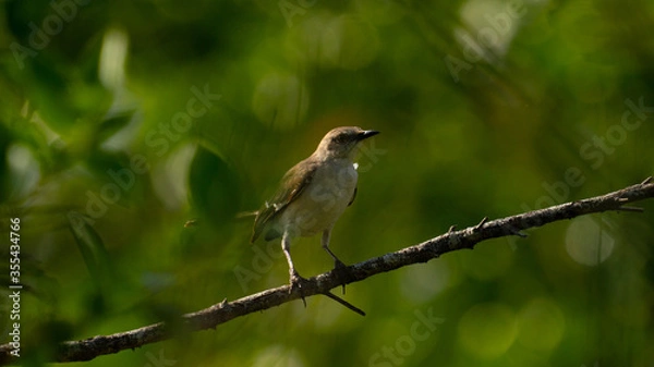 Fototapeta robin on a branch