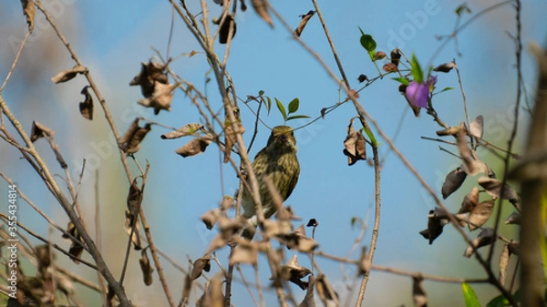 Fototapeta bird on a branch