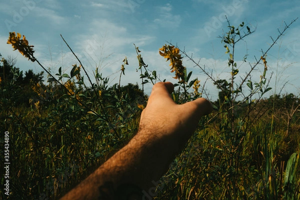 Fototapeta hand holding a grass