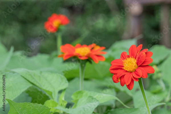 Fototapeta Close up  beautiful red Common Zinnia flower (Zinnia elegans) in green background.Selective focus Youth-and-age flower.