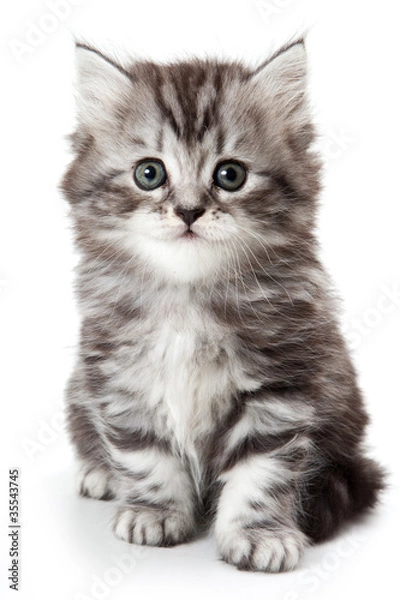 Fototapeta Grey kitten isolated on white