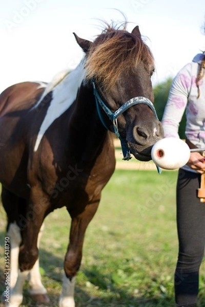 Fototapeta Speckled pony touching target. Positive reinforcement training in the nature, happy, sun, farm.