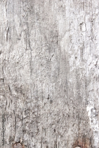 Fototapeta the bark of a tree painted white. chalk whitewash on wood. white tree. wood white texture