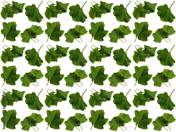 Fototapeta Leaves or Foliage pattern with a white background. Beautiful leaf pattern.