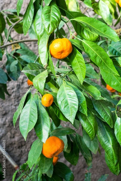 Obraz Ripe orange Tangerine oranges on the branch with leaves.
