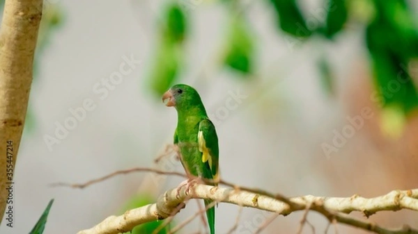 Fototapeta green winged macaw