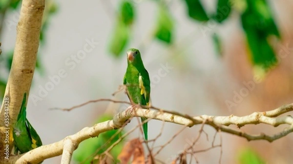 Fototapeta bird of paradise