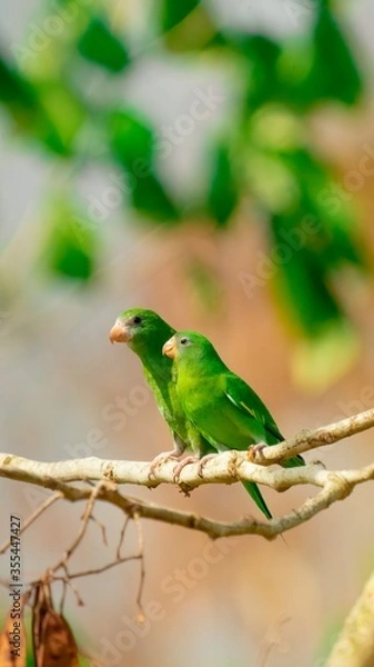 Fototapeta bird on a branch