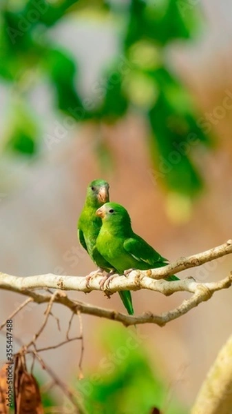 Fototapeta blue tit on branch