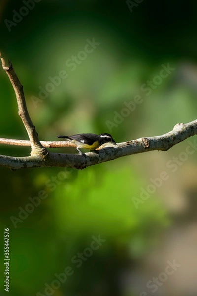 Fototapeta lizard on a tree