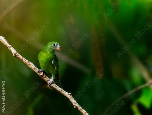 Fototapeta green winged macaw