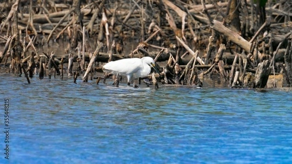 Fototapeta white tailed deer