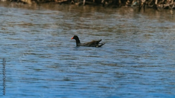 Fototapeta duck in the water