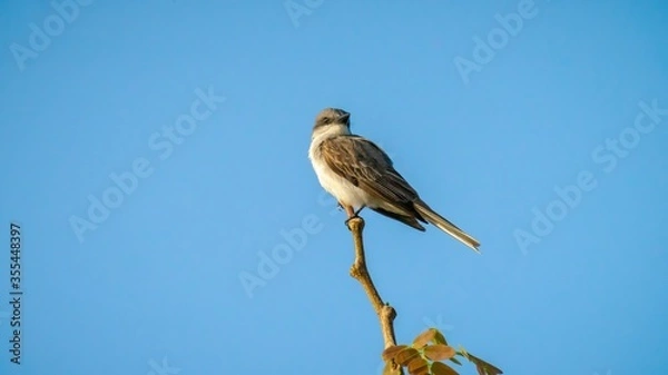 Fototapeta great blue heron