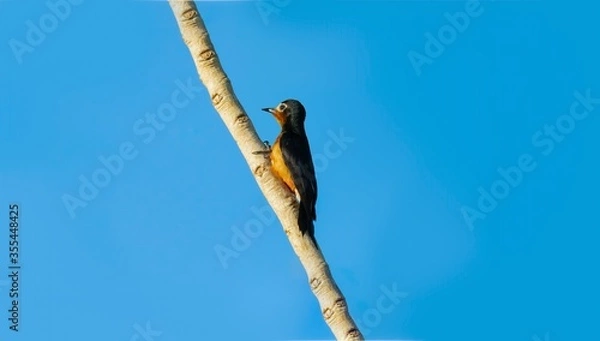Fototapeta bird on a branch