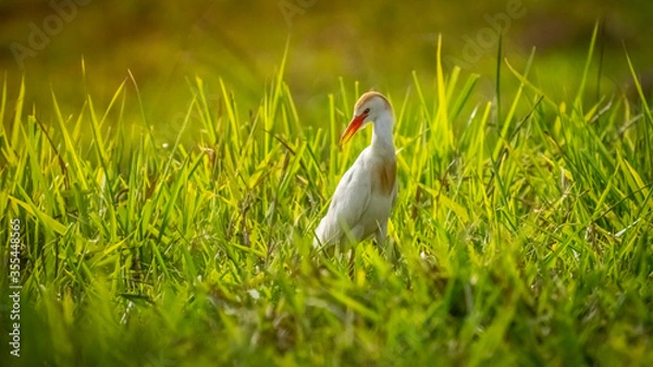 Fototapeta white ibis bird