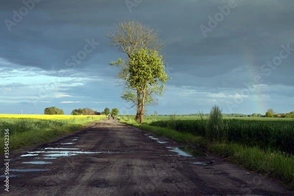 Obraz Pole rzepaku przy drodze. 