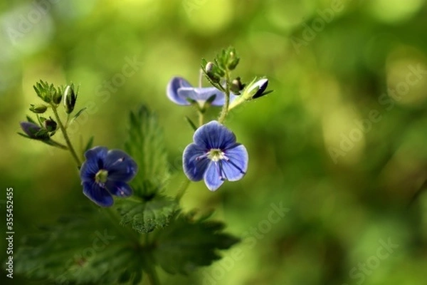 Obraz Leśne kwiatki. 
