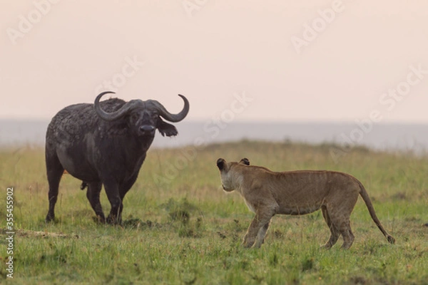 Obraz Lioness standing in front of an African buffalo in Masai Mara