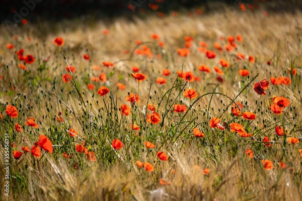 Obraz Coquelicots