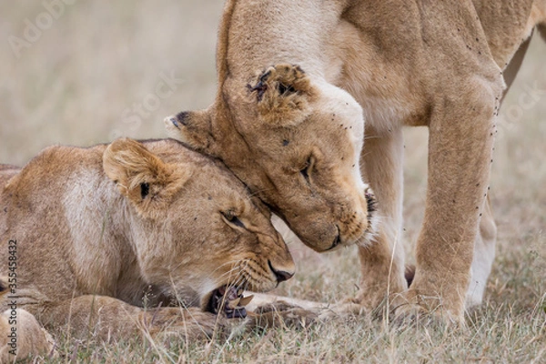 Obraz Lionesses socilaizing in Masai Mara