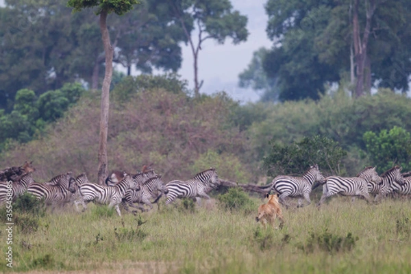 Fototapeta Lioness hunting and charging a group of herbivorous