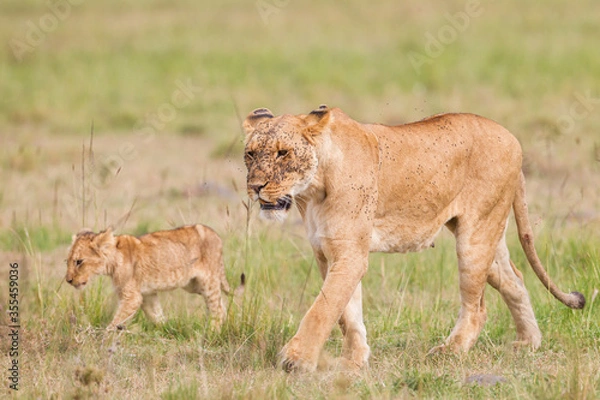 Fototapeta Lion cubs walking near their mother