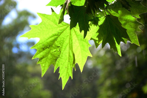 Fototapeta green maple leaves