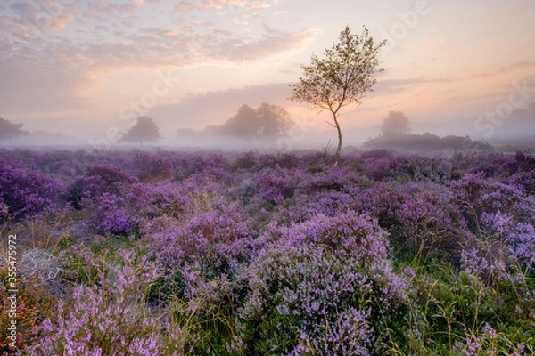 Fototapeta Westleton Heather