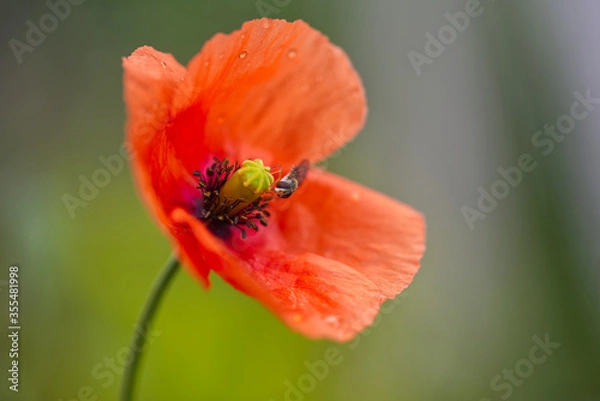 Fototapeta insect collects nectar on the flower of popy