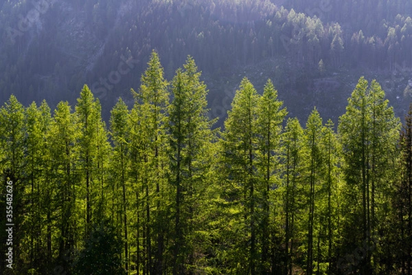 Obraz Alpine mountains, meadows and forests.