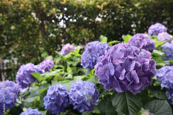 Fototapeta 紫陽花