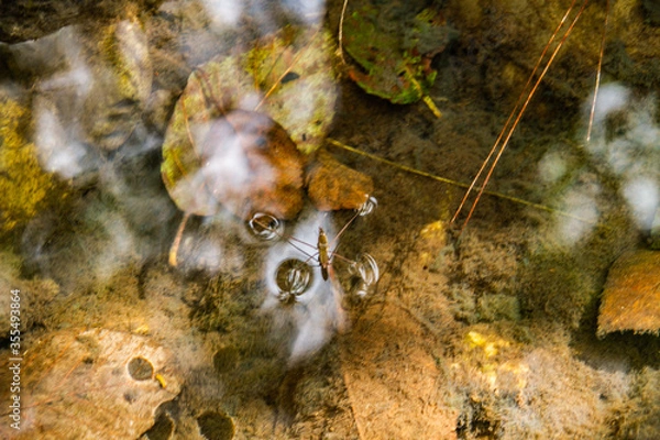 Obraz Insecto sobre el rio pasivo