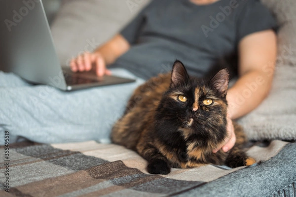 Fototapeta A man is working on a laptop on the bed, and a cat is lying next to him