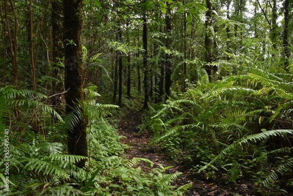 Obraz Jardin Botanic