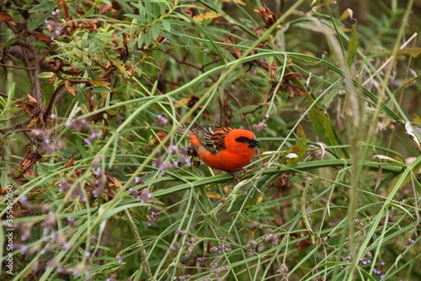 Obraz Oiseau parmi les fleurs