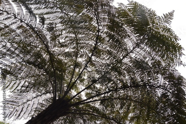 Obraz Parasol naturel