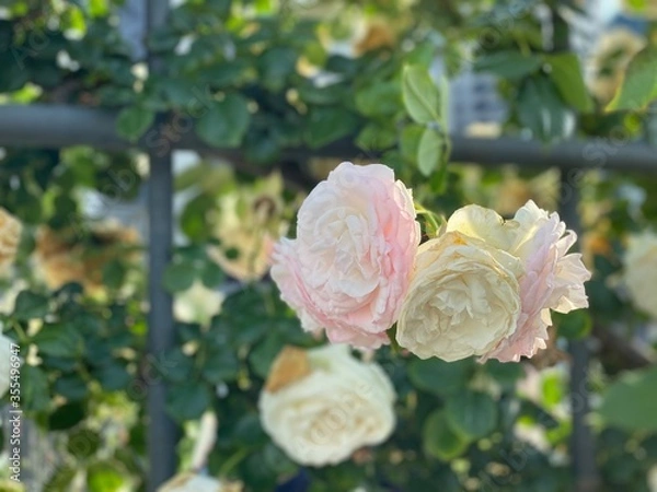 Obraz rose in garden