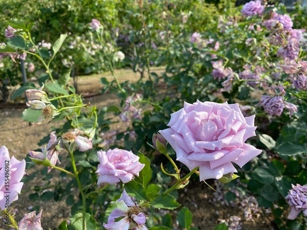Obraz pink rose bush