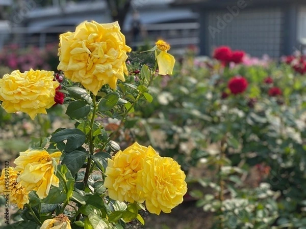 Fototapeta yellow flowers