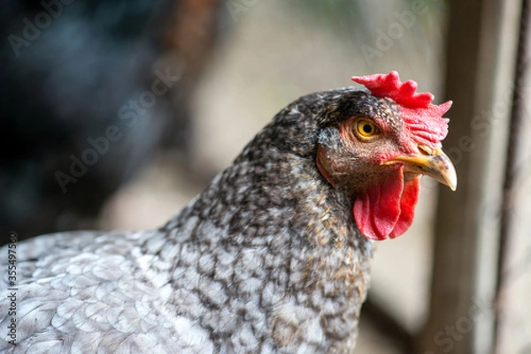 Fototapeta Close up of chickens in the coop. Hen in a farmyard - selective focus