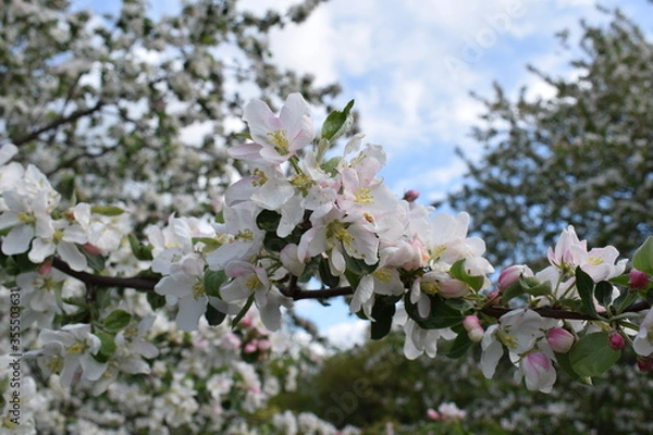 Fototapeta The Apple tree is blooming.Spring