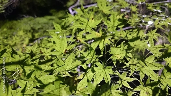 Fototapeta green leaves background