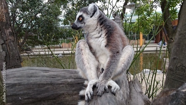 Fototapeta ring tailed lemur