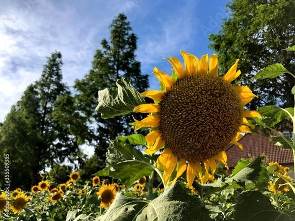 Obraz sunflowers in the field