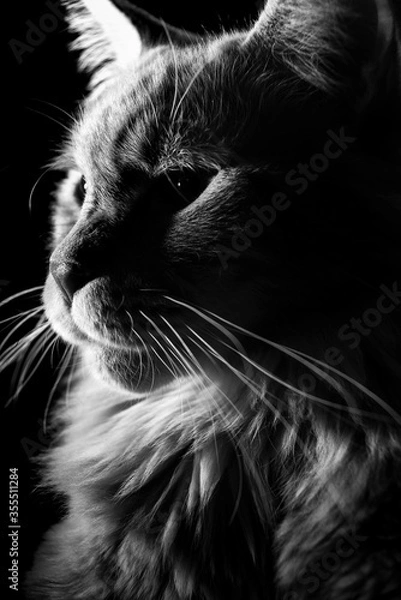 Obraz Schwarzweissbild einer Katze