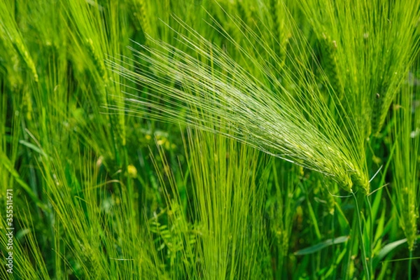 Fototapeta Ears of rye on a background of rye field at the golden hour in Ukraine. Copy space.