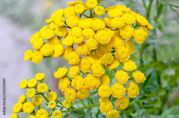 Fototapeta Blooming plant of Tansy. Common Tansy yellow flowers, Common Tansy, Tanacetum vulgare, Bitter Buttons, Cow Bitter, Mugwort, Golden Buttons close up