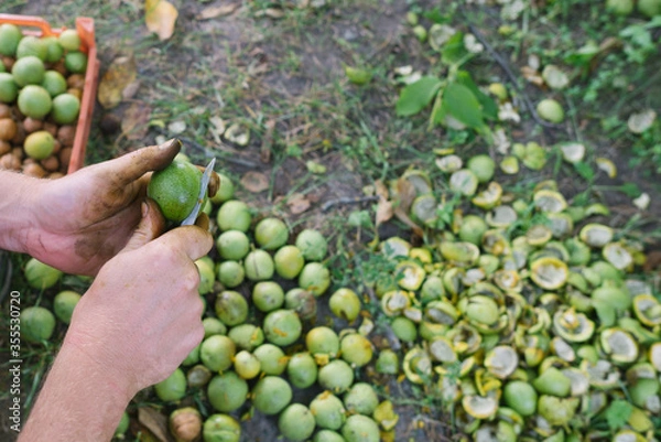 Obraz Hands of an adult man peel walnuts with a knife. Harvest concept