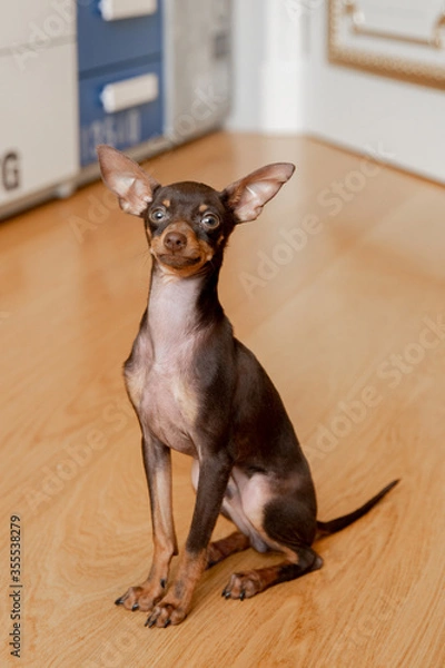 Obraz portrait of a miniature Russian toy terrier  puppy 